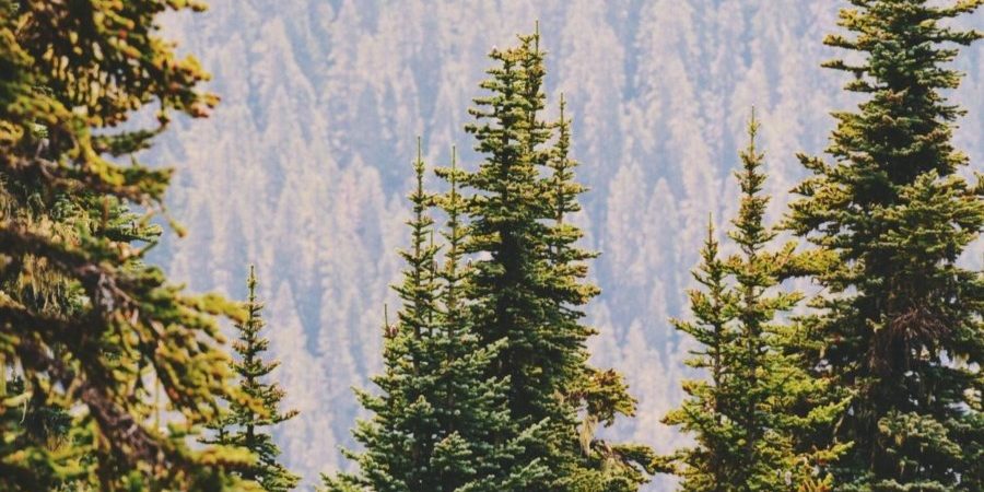 Pine Trees_KGNU